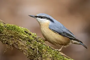 Nuthatch, Sitta europaea, sitting on branch