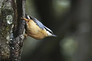 Nuthatch, Sitta europaea, is sitting on a tree