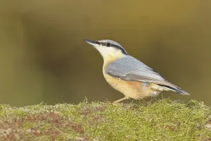 Nuthatch (Sitta europaea) sitting on a tree root covered with moss