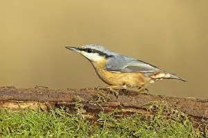 Nuthatch (Sitta europaea), sitting on a tree root covered with moss