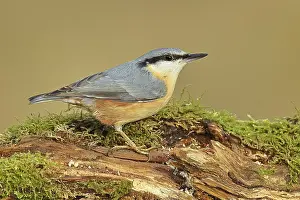 Nuthatch (Sitta europaea), sitting on a tree root covered with moss