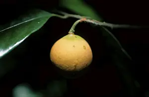 Nutmeg fruit (Myristica fragrans)