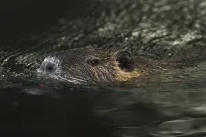 Nutria