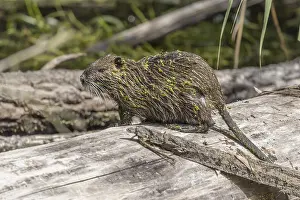 Nutria, Coypu (Myocastor coypus) on a trunk