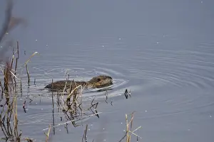 Nutria in a lake, March, Saxony, Germany, Europe