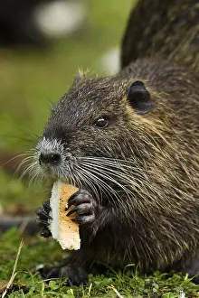 Nutria (Myocastor coypus)