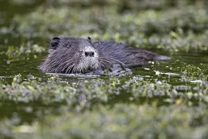 Nutria (Myocastor coypus) in a body of water