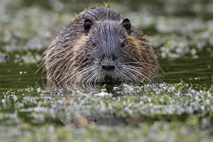 Nutria (Myocastor coypus) in a body of water