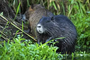Nutria (Myocastor coypus) in a body of water