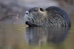 Nutria (Myocastor coypus) in a body of water