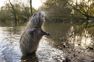 Nutria (Myocastor coypus) in a body of water
