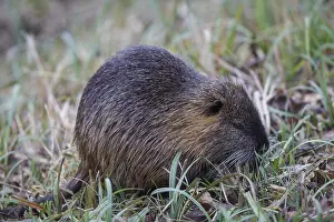 Nutria, Myocastor coypus, coypu