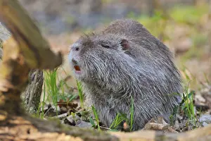 Nutria (Myocastor-coypus) when feeding