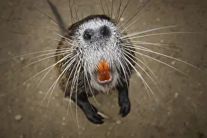 Nutria (Myocastor coypus) Hesse, Germany, Europe