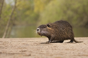 Nutria (Myocastor coypus) Hesse, Germany, Europe