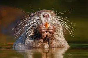 Nutria (Myocastor coypus) Hesse, Germany, Europe