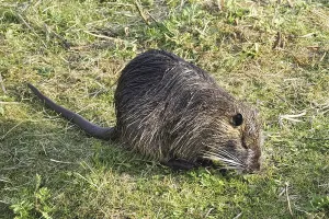 Nutria (Myocastor coypus) in the municipal park