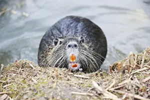 Nutria (myocastor coypus) in a Park, Germany