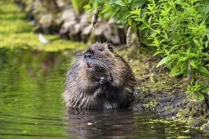 Nutria (Myocastor coypus) in the spa gardens