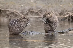 Two nutria (Myocastor coypus), wet