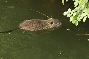 Nutria (Myocastor coypus) young animal swimming