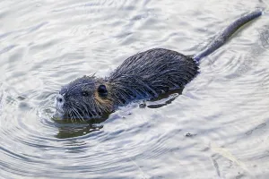 Nutria (Myocastor coypus), young animal swimming in the water, Lower Austria, Austria, Europe
