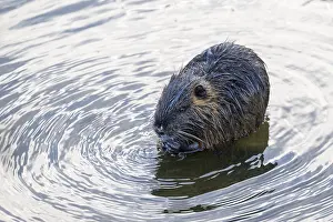 Nutria (Myocastor coypus), young animal swimming in the water