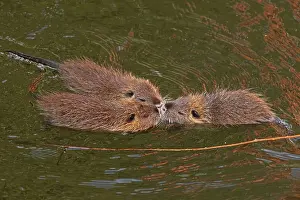 Three Nutria (Myocastor coypus) young animals poking their snouts together in the water