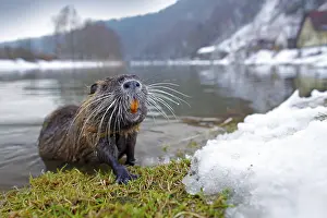 Nutria in river habitat. Nutria