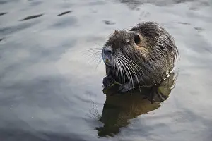 Nutria standing in water, Rheinaue in Bonn