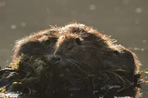 Nutria or swamp beaver (Myocastor coypus)