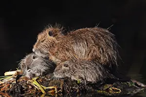 Nutria or swamp beaver (Myocastor coypus)