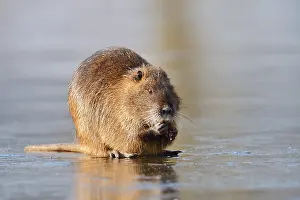 Nutria or swamp beaver (Myocastor coypus) sits feeding on the ice surface of a lake in winter