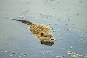 Nutria swimming in the water of the Elbe floodplains near Jerichow