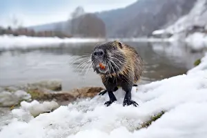 Nutria, wide angle with habitat