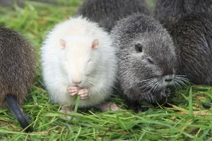 Nutrias (Myocastor coypus), youngs