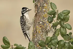 Nuttall's Woodpecker (Dryobates nuttallii) female climbing a tree