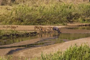 Nyala antelope herd (Nyala angasii)