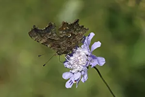 Nymphalis c-album, Polygonia c-album