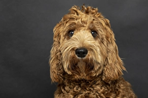 O Labradoodle, pedigree dog, hypoallergenic properties