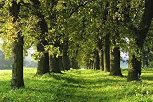 Oak avenue, Magdeburger Boerde