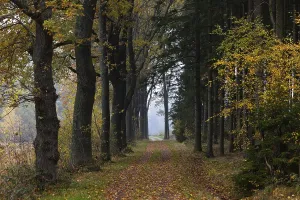 Oak avenue with morning mist in autumn