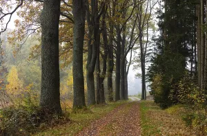Oak avenue with morning mist in autumn