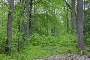 Oak, beech mixed forest in springtime (Quercus robur) (Fagus sylvatica)