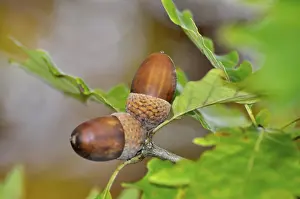 Oak branch in autumn with acorns