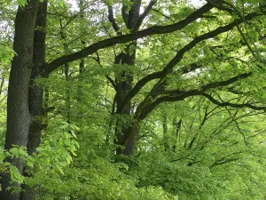 Oak branch with fresh shoots in spring