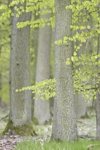 Oak forest (Quercus robur) in early spring