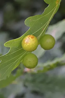 Oak gall wasp (Cynips quercusfolii)