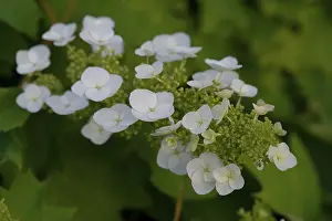 Oak hydrangea (Hydrangea quercifolia)