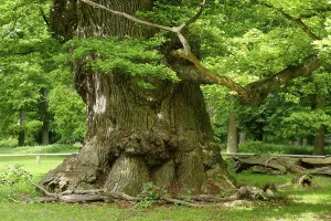 Oak of Ivenack, oldest oaks in Germany, Ivenack near Stavenhagen, Mecklenburg Lake District, Mecklenburg-Western Pomerania, Germany, Europe